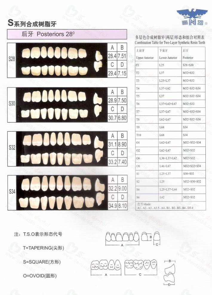 Two Layer Acrylic Resin Teeth